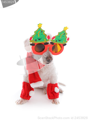 Image of Dog celebrates Christmas