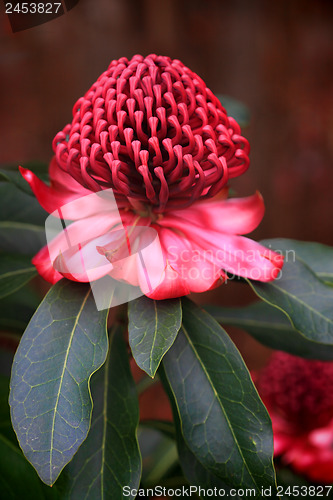 Image of Spectacular Waratah flowering in the garden