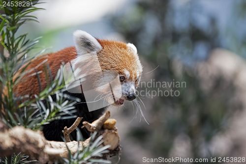 Image of Red Panda