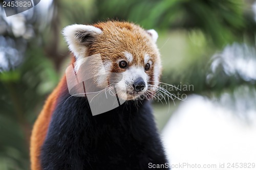 Image of Red Panda