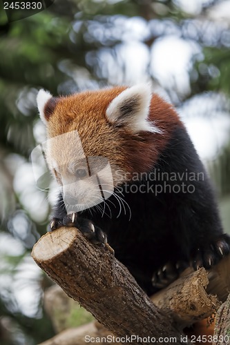 Image of Red Panda