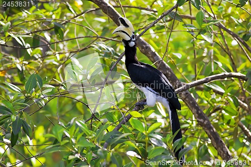 Image of Oriental Pied Hornbill