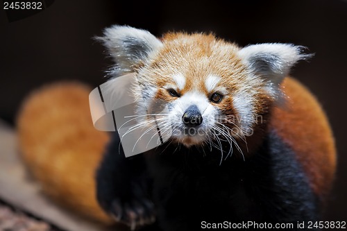 Image of Red Panda