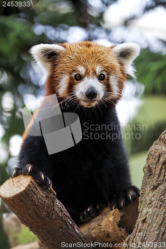 Image of Red Panda