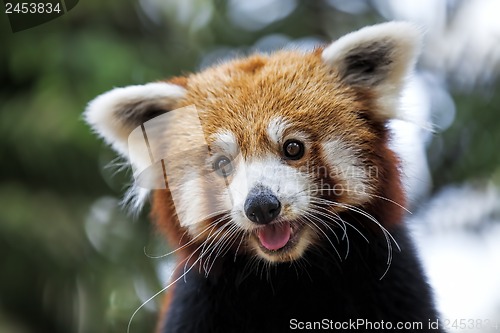 Image of Red Panda