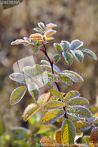 Image of Hoarfrost on a dogrose branch