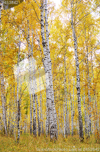 Image of autumn forest