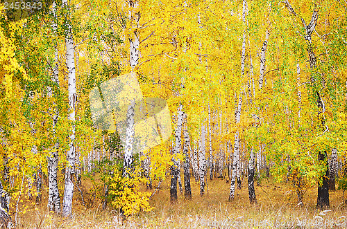 Image of autumn forest