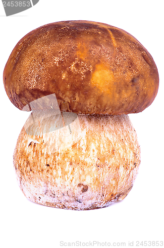 Image of Porcini Mushroom