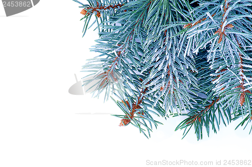 Image of Blue Spruce Branch
