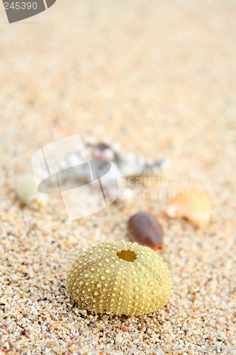 Image of Sea shells