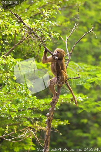 Image of Baboon climbing