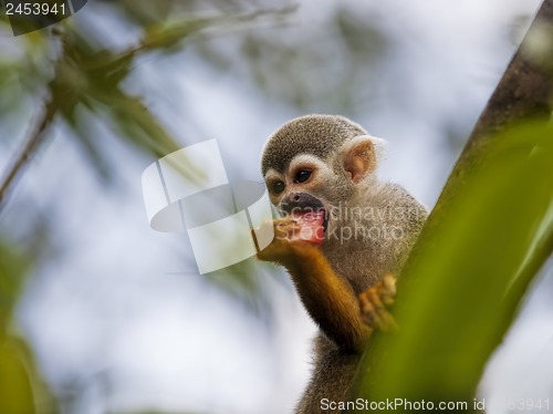 Image of Squirrel Monkey