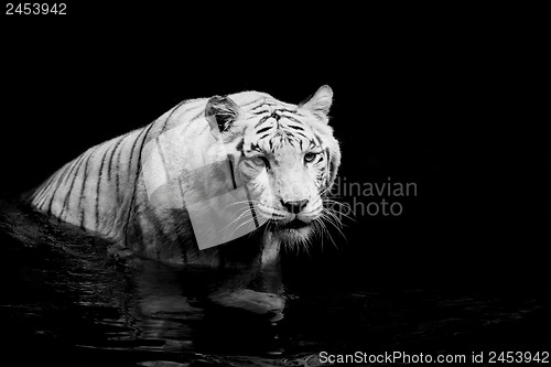 Image of White Tiger