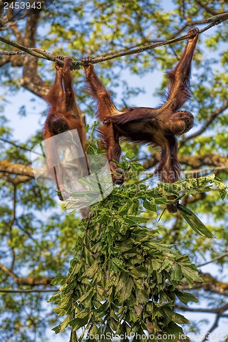 Image of Borneo Orangutan