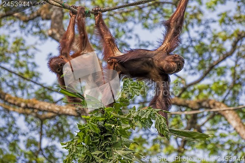 Image of Borneo Orangutan