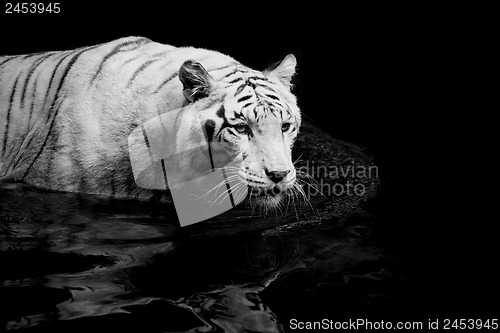 Image of White Tiger