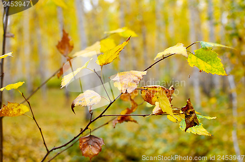 Image of birch branch