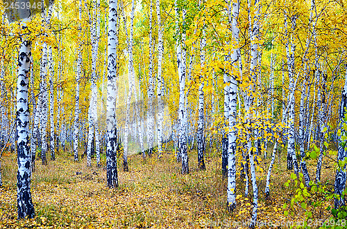 Image of autumn forest