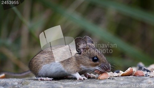 Image of wood mouse