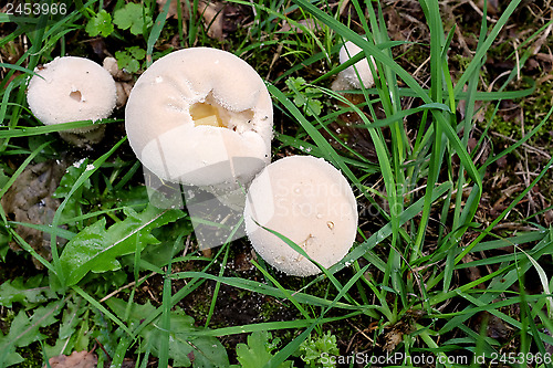 Image of Puffball mushrooms growing in the grass