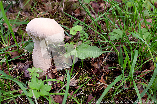 Image of Puffball mushroom among fall leaves and grass