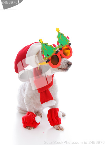 Image of Happy dog at Christmas wearing comical glasses santa hat and cos