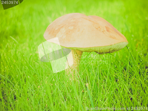 Image of Retro look Mushroom