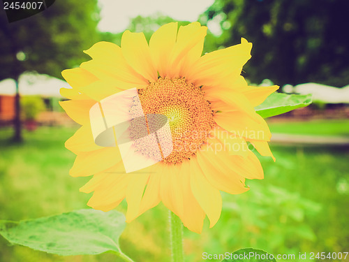 Image of Retro look Sunflower flower