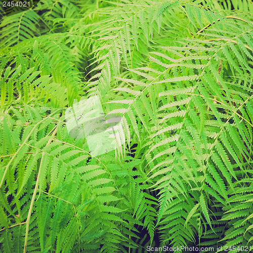 Image of Retro look Ferns picture