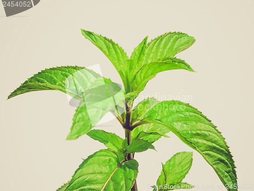 Image of Retro look Peppermint