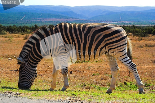 Image of Zebra