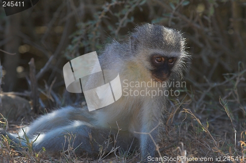 Image of Vervet Monkey