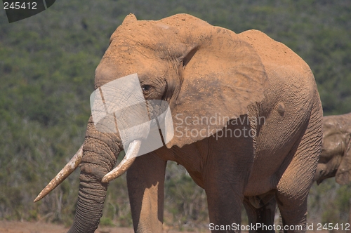 Image of Skew tusk