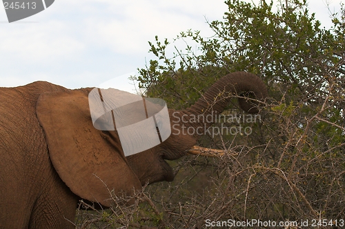 Image of feeding elephant