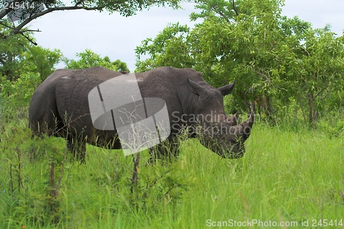 Image of Rhino