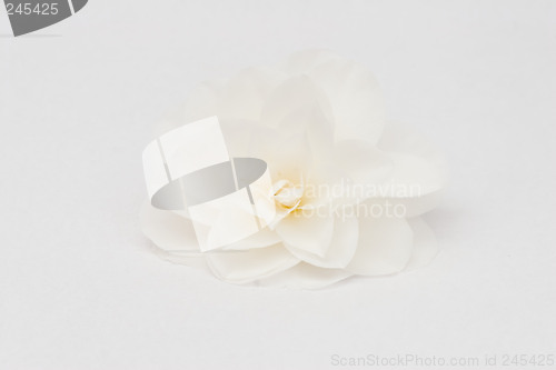 Image of White flower 1