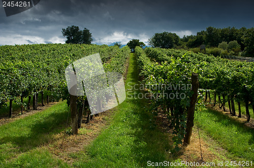 Image of A vineyard.