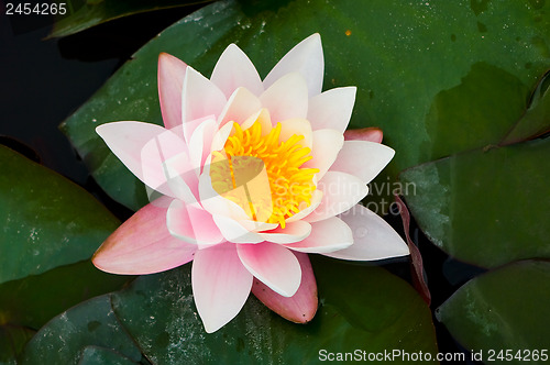 Image of Blooming water lily.