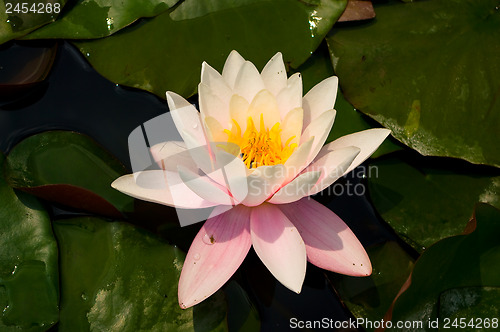 Image of Blooming water lily.