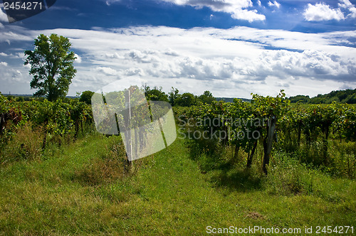 Image of A vineyard.