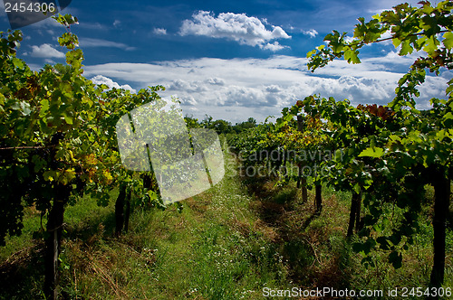 Image of A vineyard.