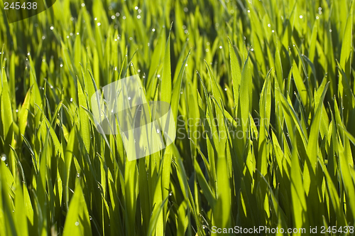 Image of grass