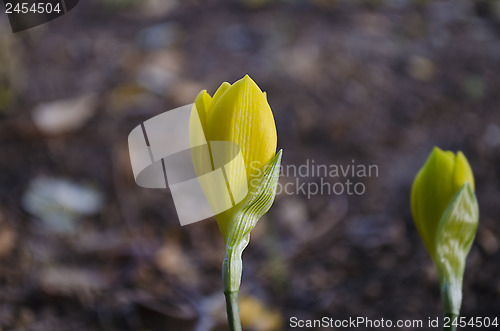 Image of Born from the autumn