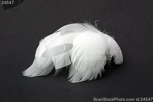 Image of Swan feathers