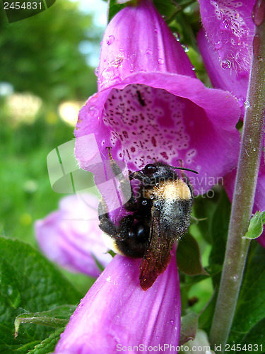 Image of Bumblebee in a flower of lilac bluebell