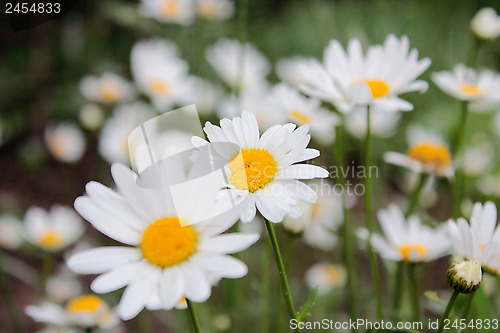 Image of flower-bed of white beautiful chamomiles