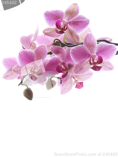 Image of Purple orchid