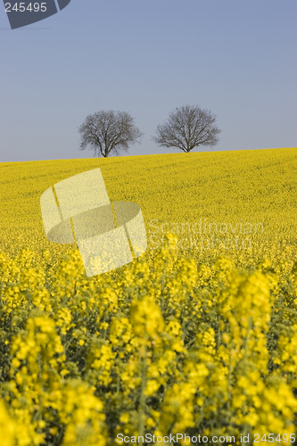 Image of Two trees and rapeseed