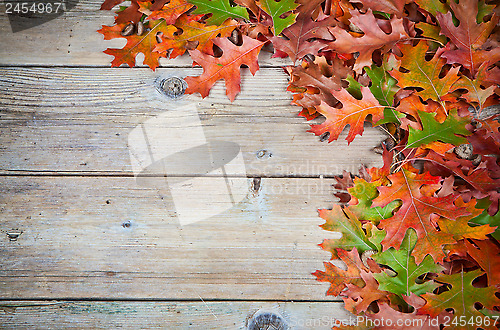 Image of Oak leaves